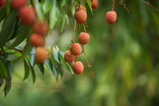 Litchis