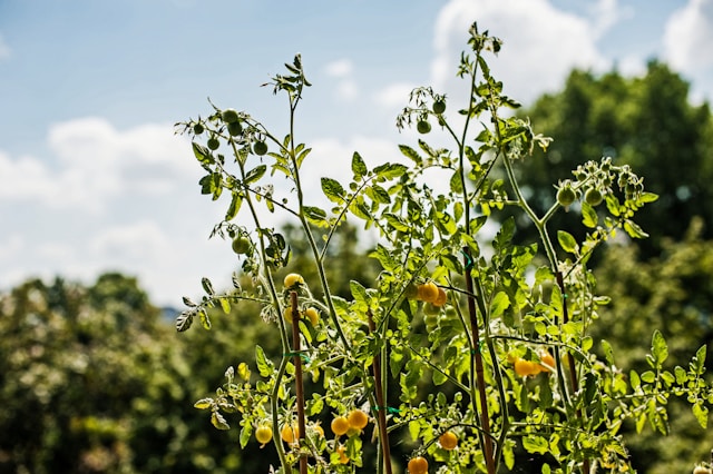 Bush tomato