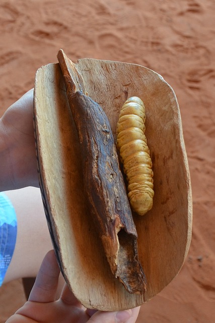 Witchetty Grub