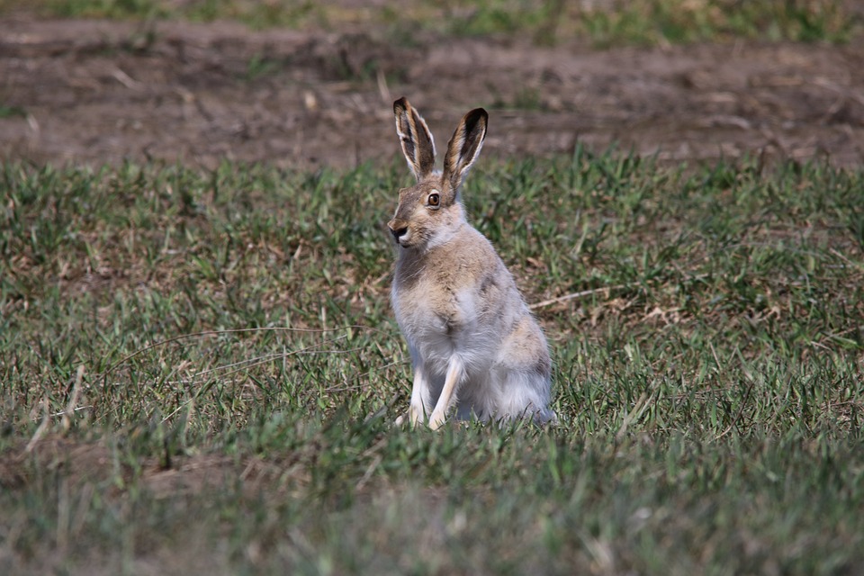 pour lapin